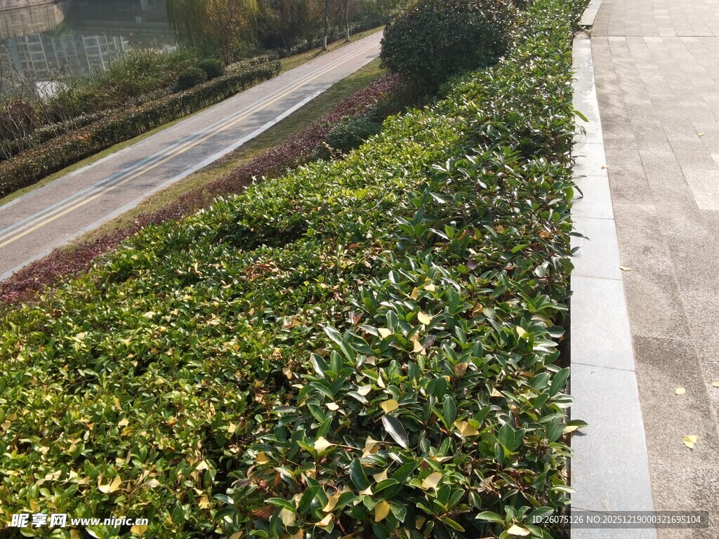 路边绿植景观
