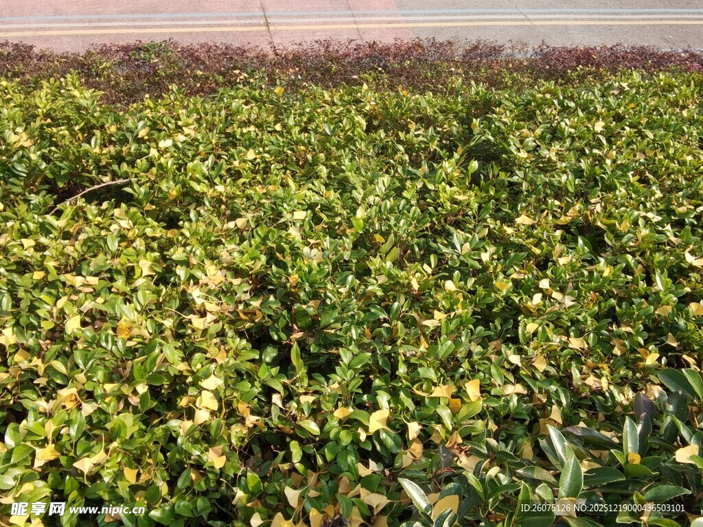 绿叶繁茂的植物景观