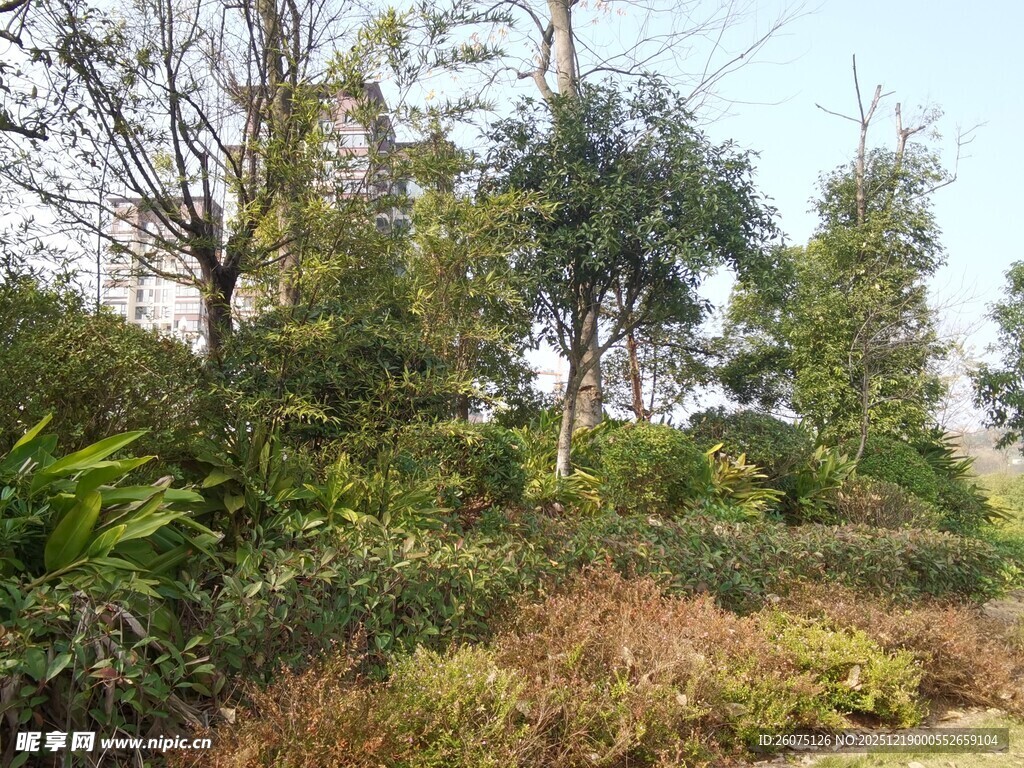 户外繁茂树林景观