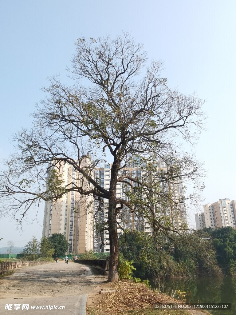 路边枯树与远处高楼