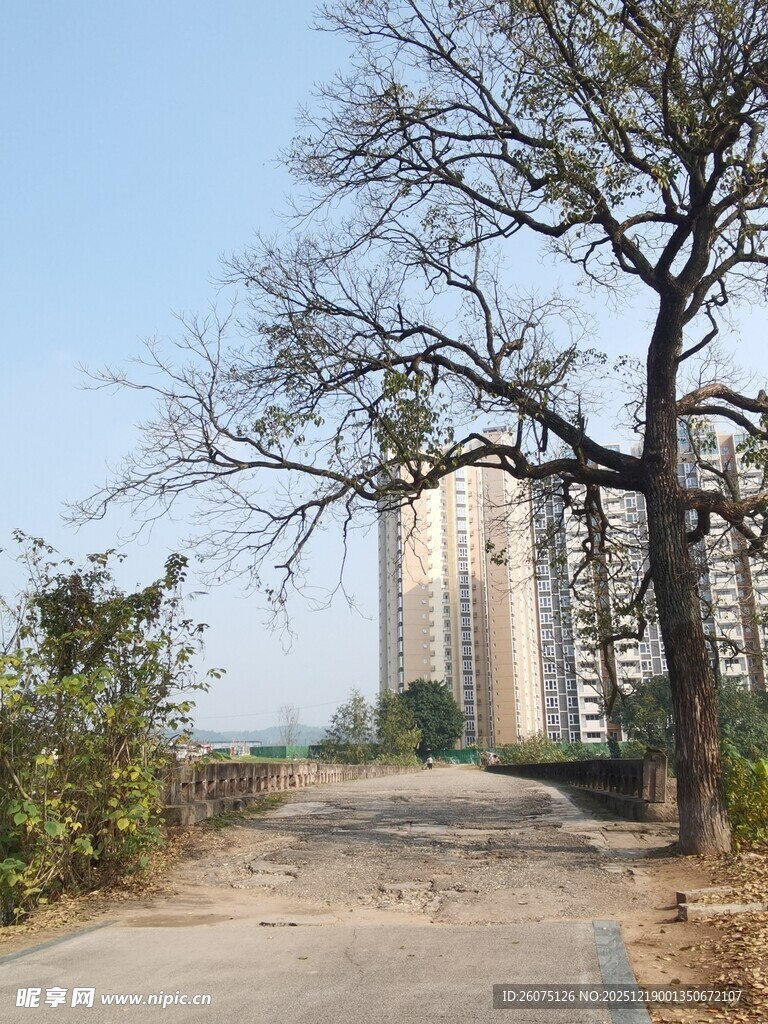 城郊小路旁的光秃树木