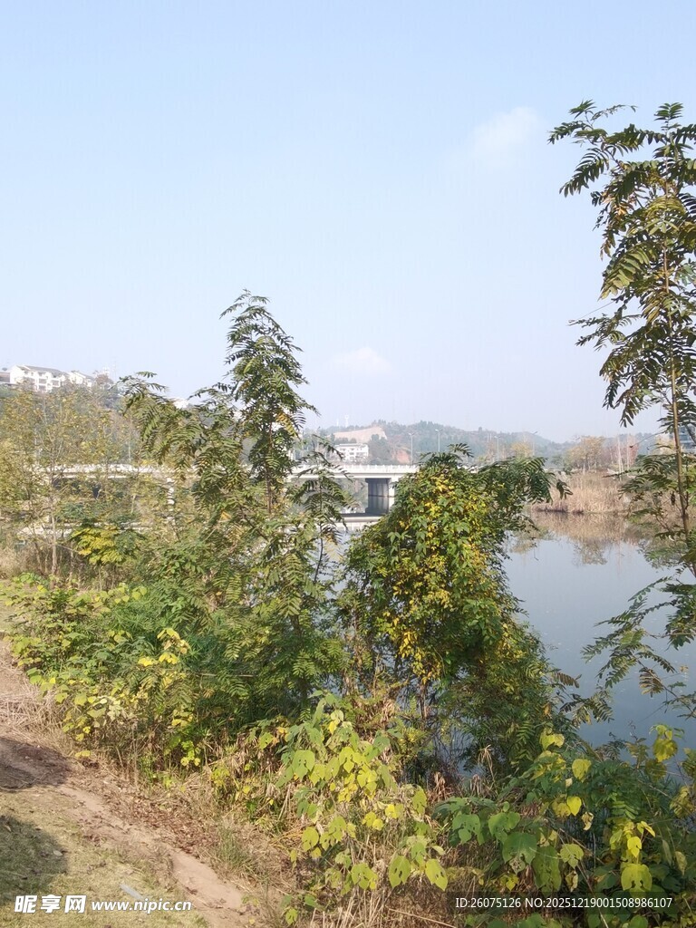 河畔绿植风景