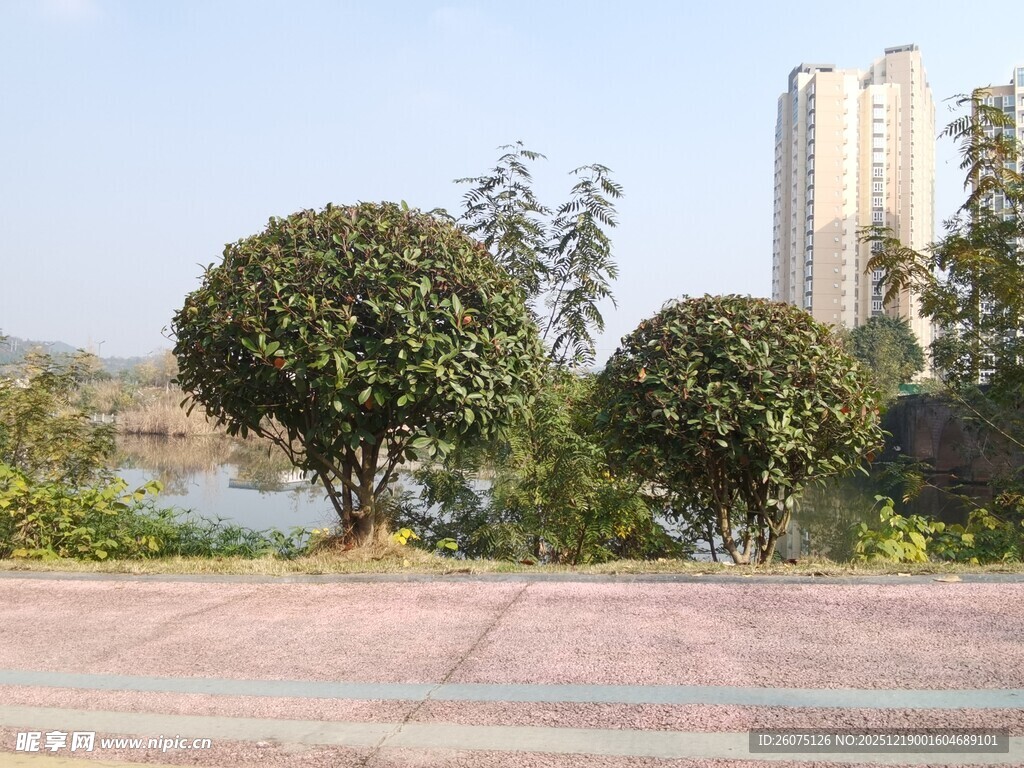 城市河畔绿树景观