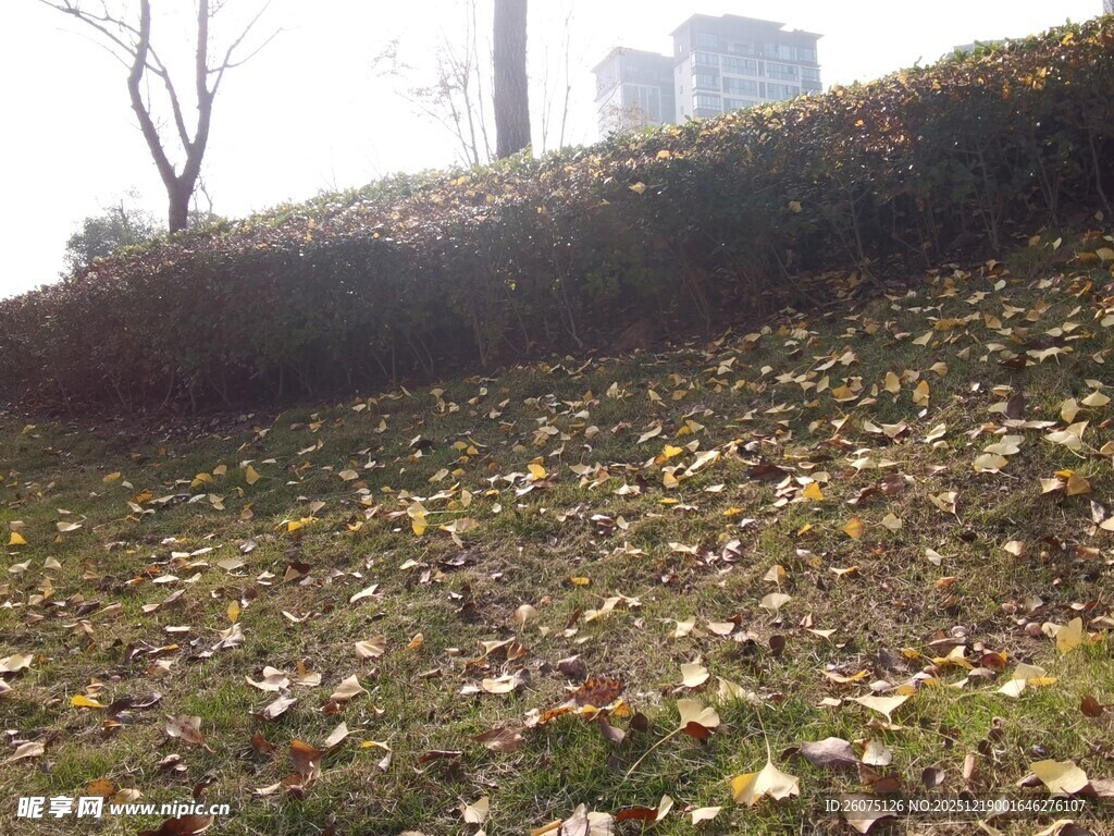 秋日落叶覆盖的斜坡景象