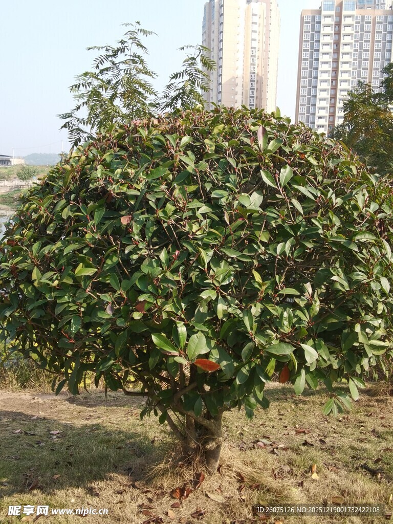 球形绿植果实点缀其间