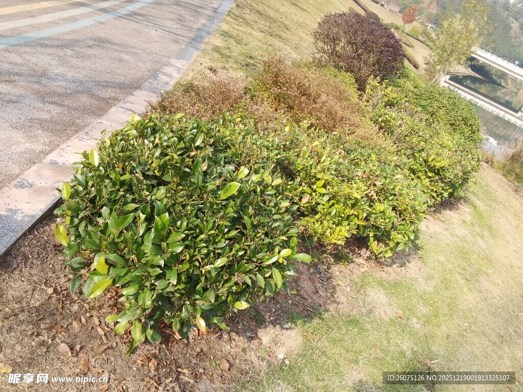路边绿植景观