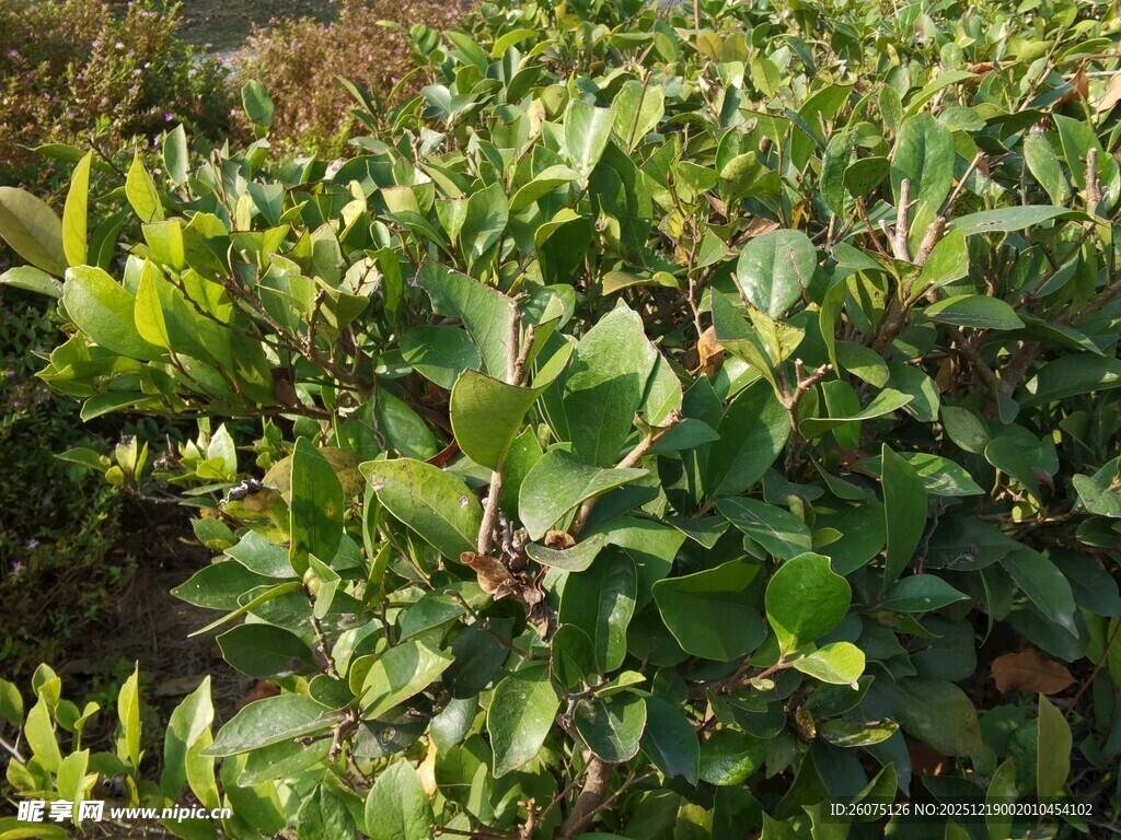 绿叶繁茂的植物景观
