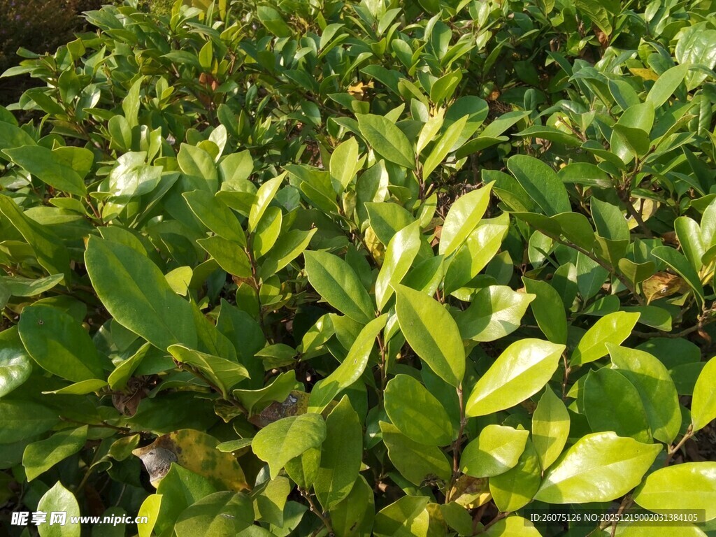 翠绿繁茂的叶片植物