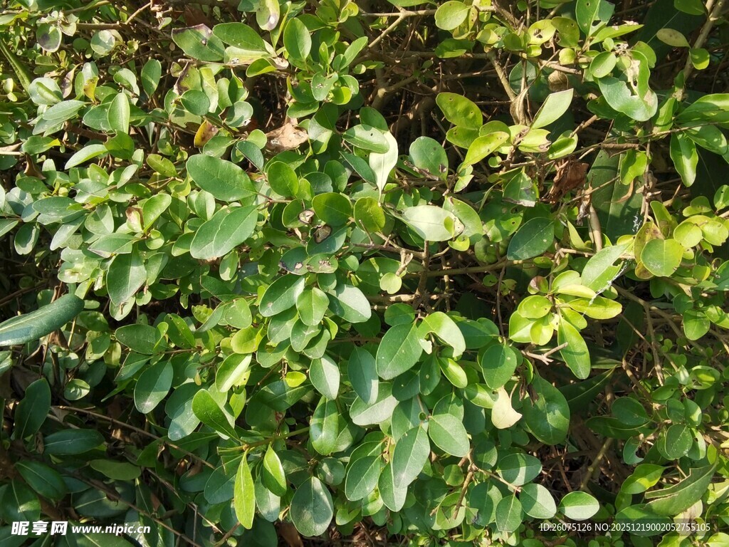 翠绿繁茂的植物枝叶