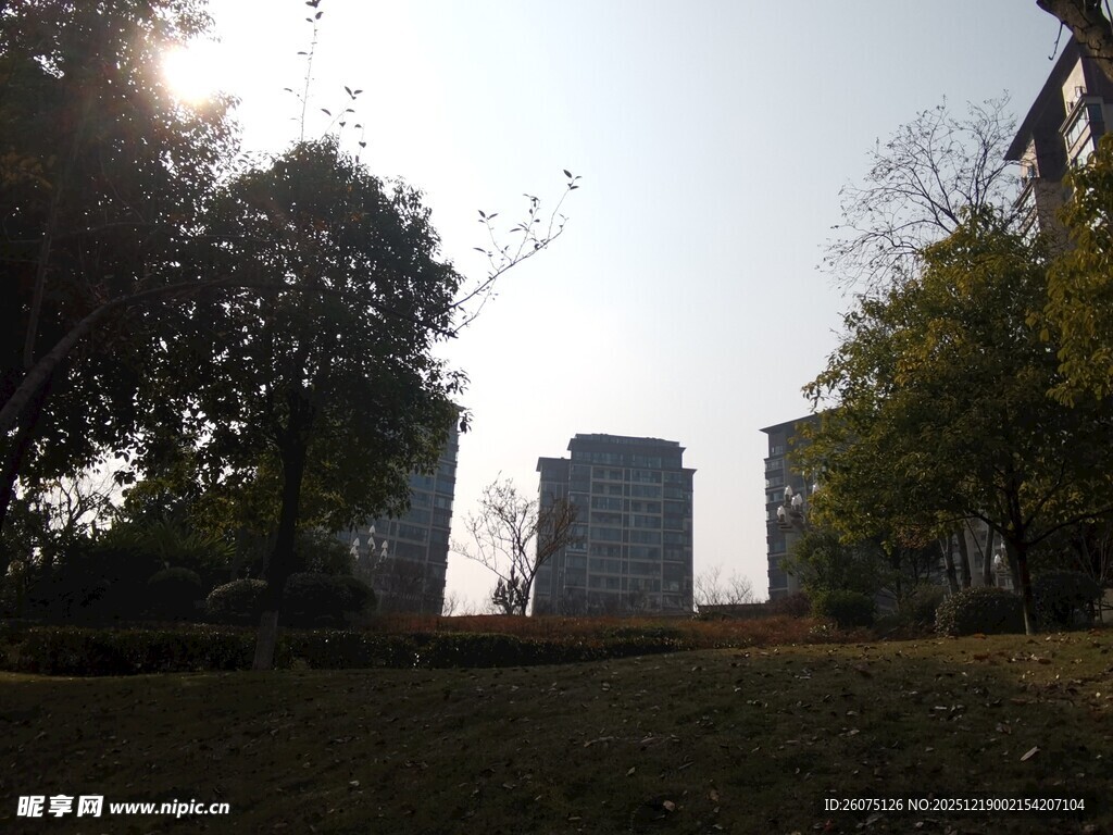 城市中的树木与远处建筑