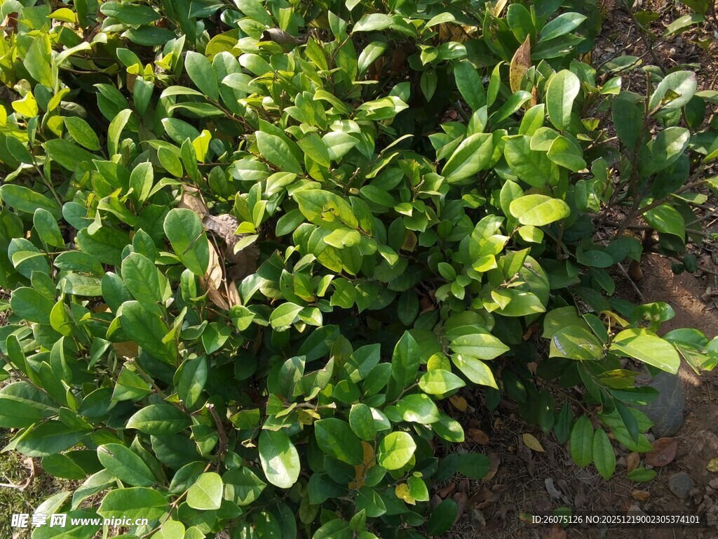 翠绿繁茂的绿植景观