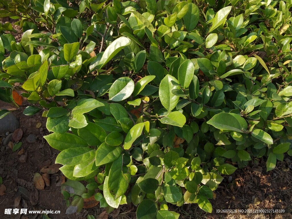 绿叶繁茂的植物景观