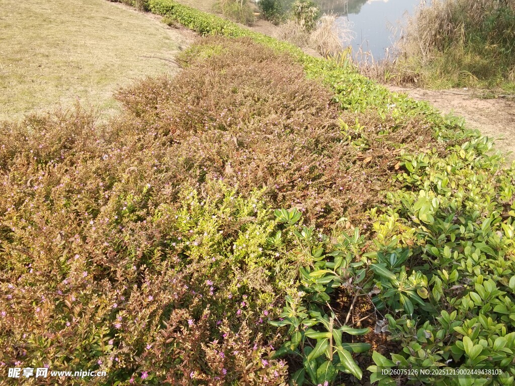 岸边多彩植物景观