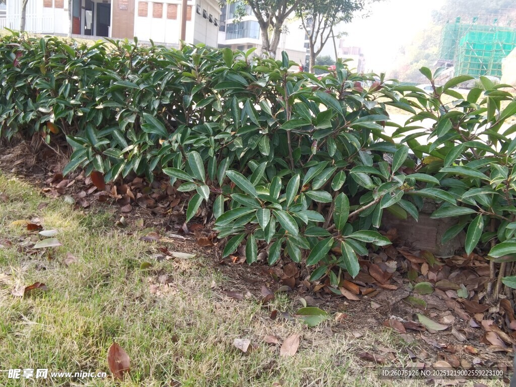 路边翠绿的灌木丛