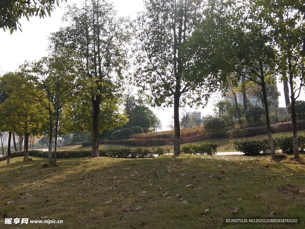 秋日林间开阔草地景色