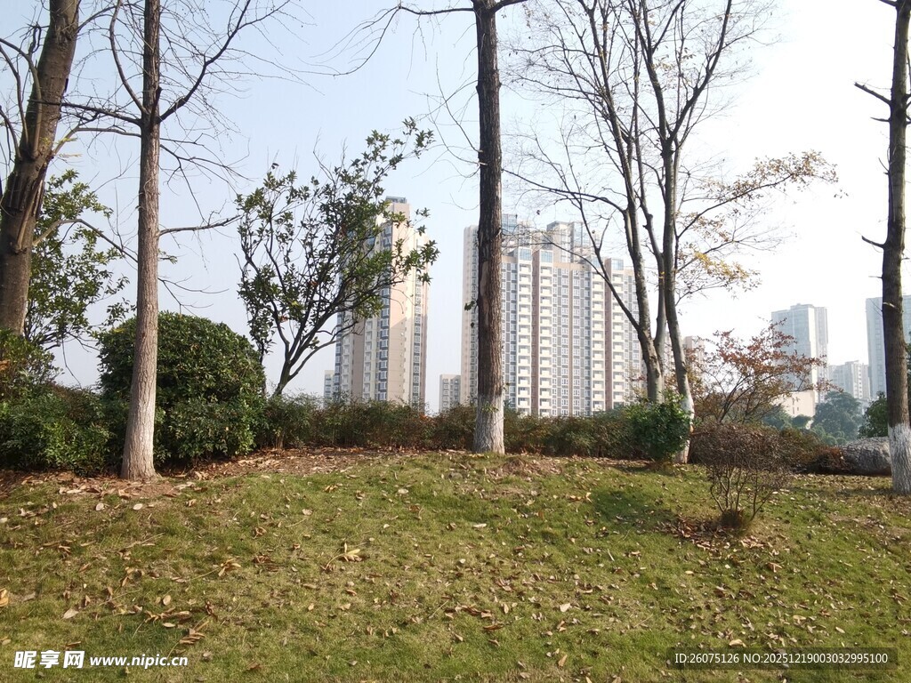 城市草地旁的树木景观