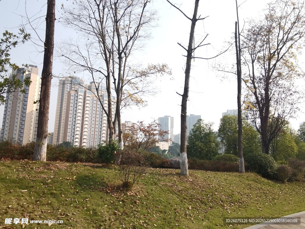 秋日城郊路边的树木景观