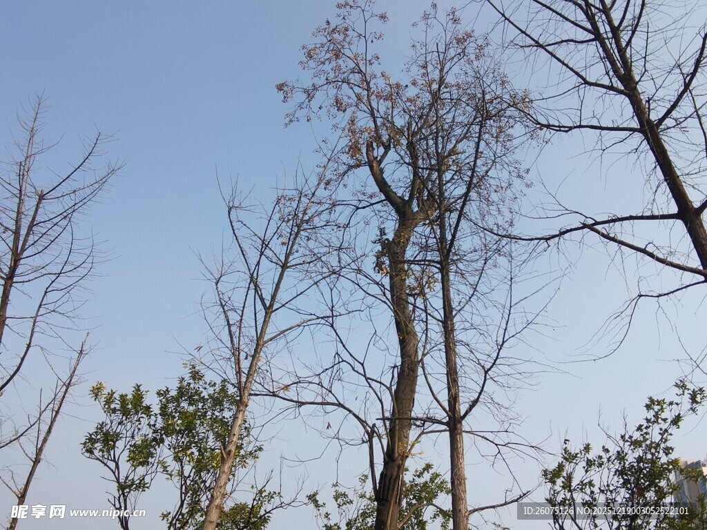 蓝天映衬下的枯树林