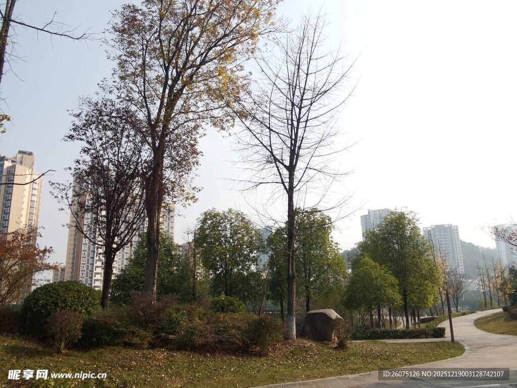 城市公园中的树木与小径