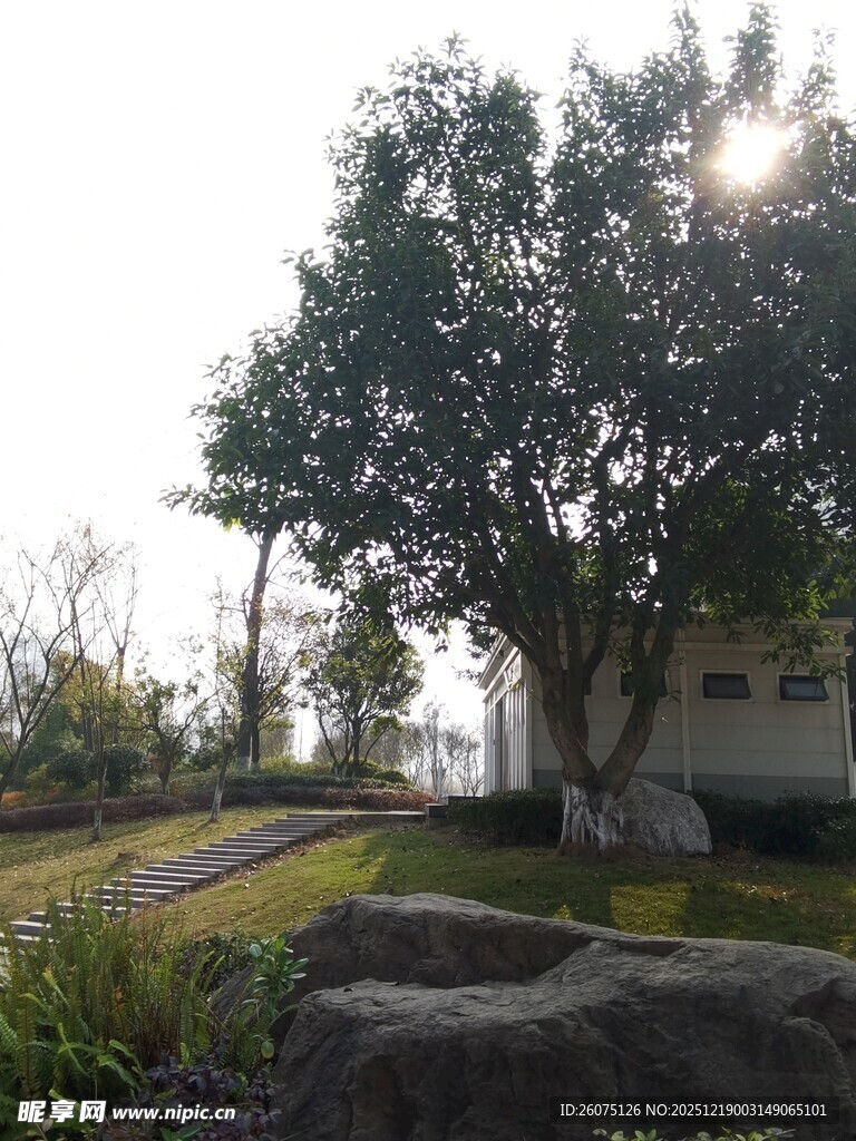 阳光下的大树与庭院景致