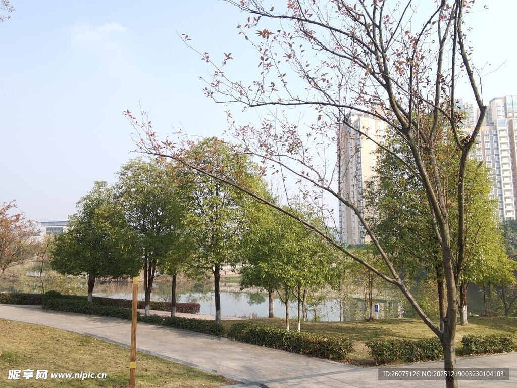 城市公园中的宁静景致