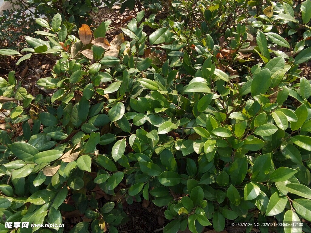 绿叶繁茂的植物景观