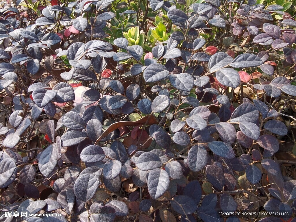 紫叶植物景观