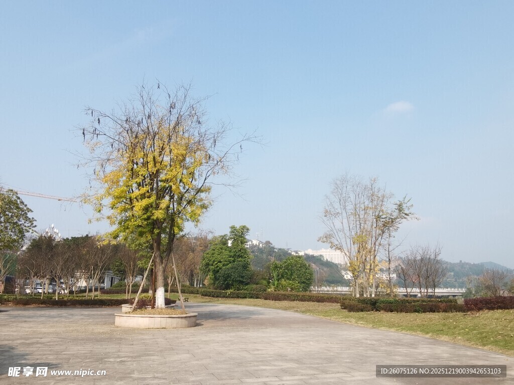 户外空旷场地中的树木