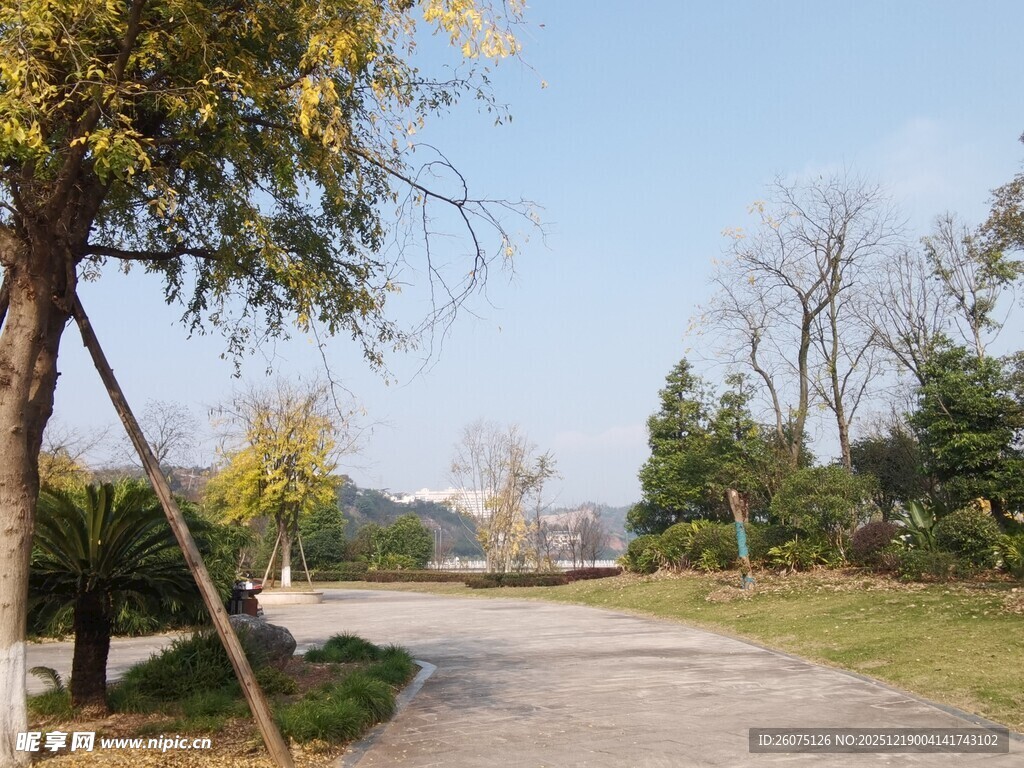 林间小道静谧自然风光