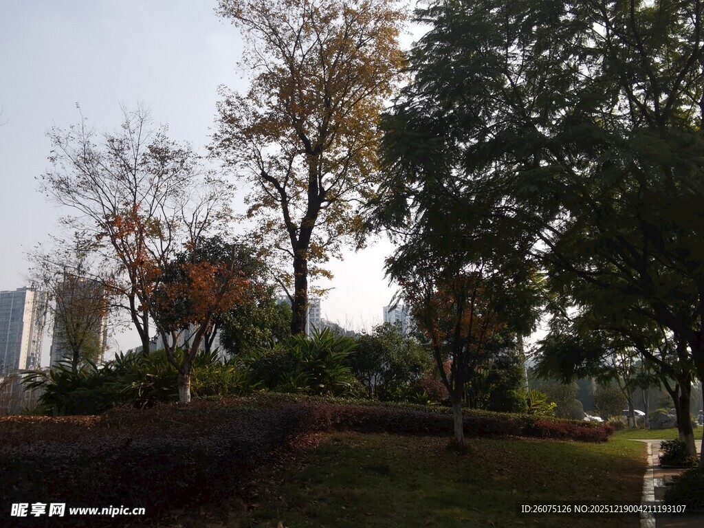 城市公园秋日树木景致