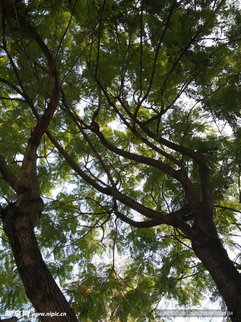 繁茂树枝间的绿意景致