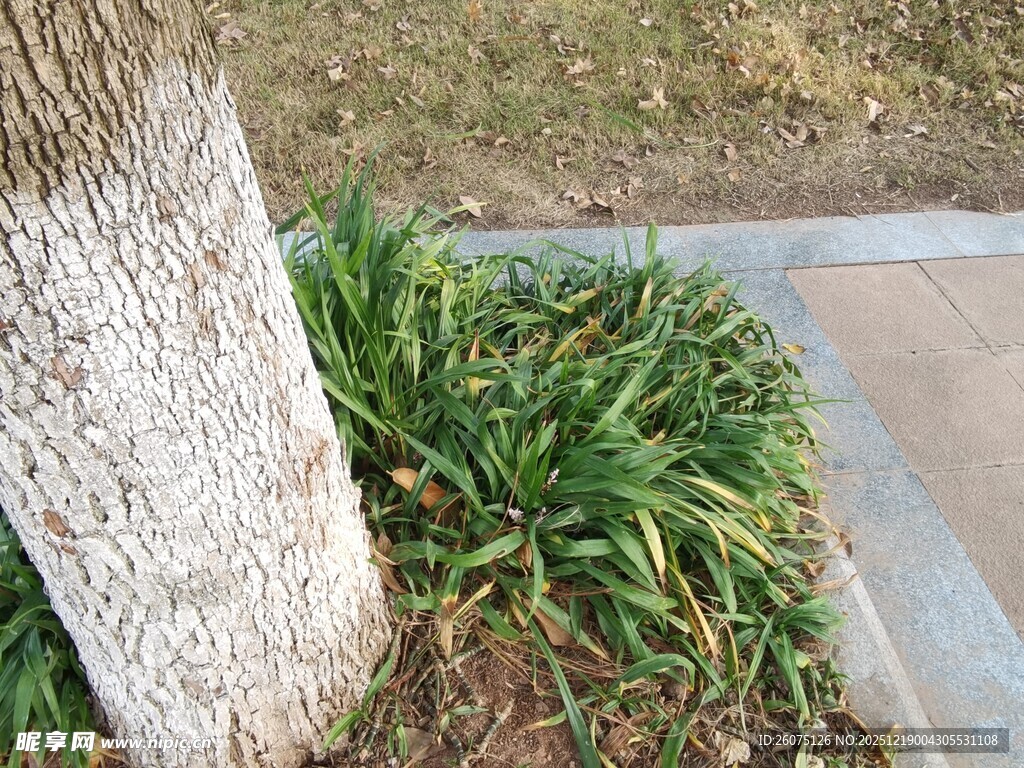 树下葱郁绿植景观