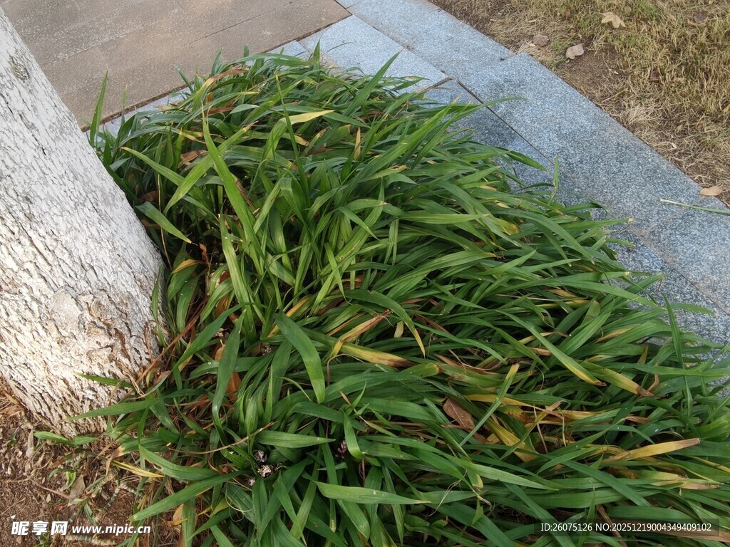 树下嫩绿草丛特写