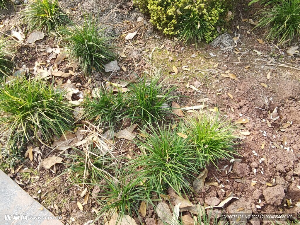 地面绿植与散落枯叶