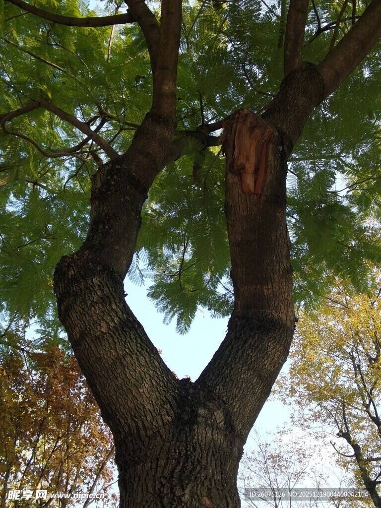 奇特分叉树干的茂盛树木