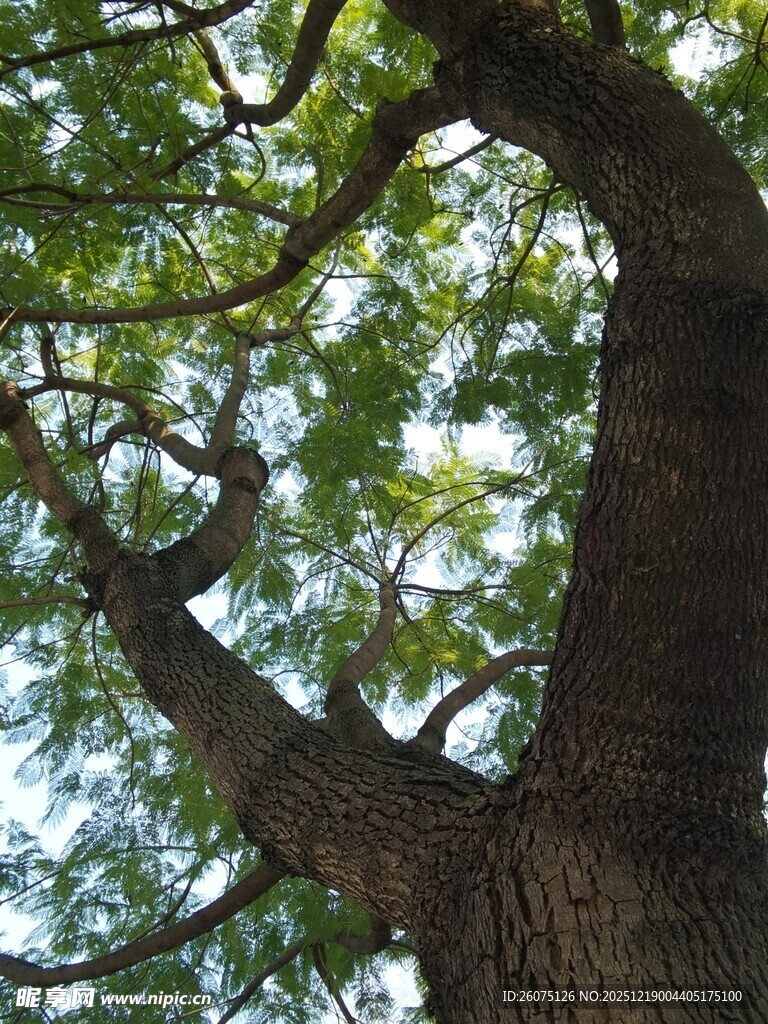 粗壮古树枝繁叶茂