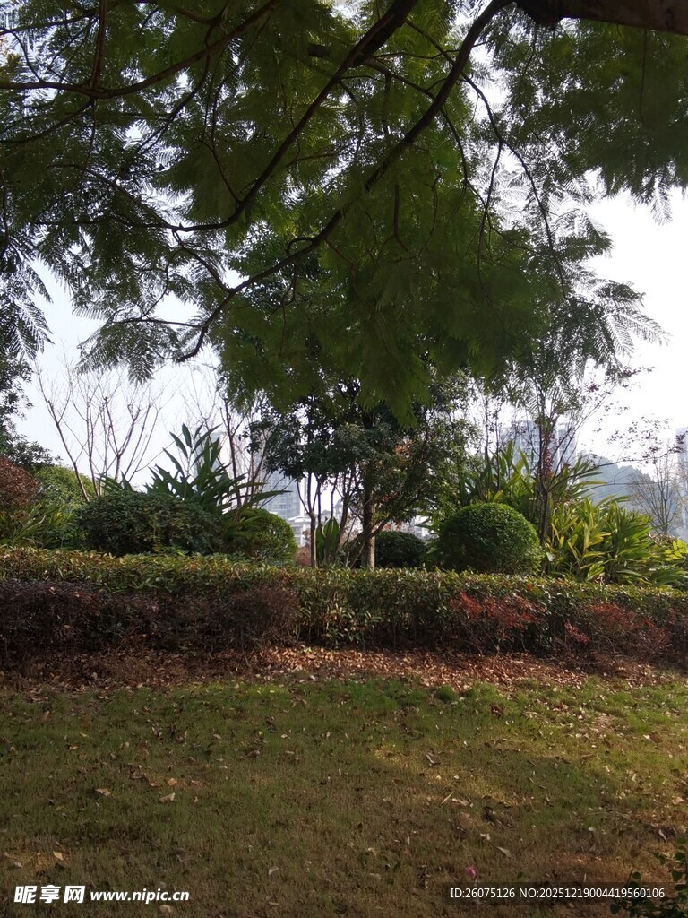 绿意盎然的户外庭院景色