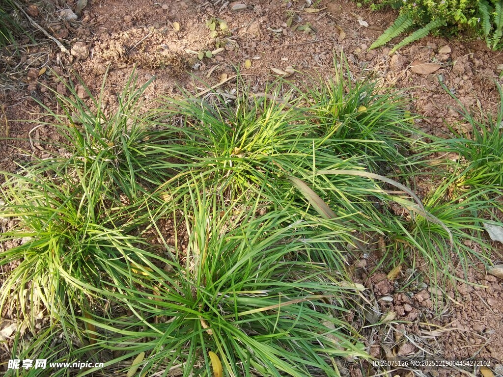 地面上的嫩绿草丛