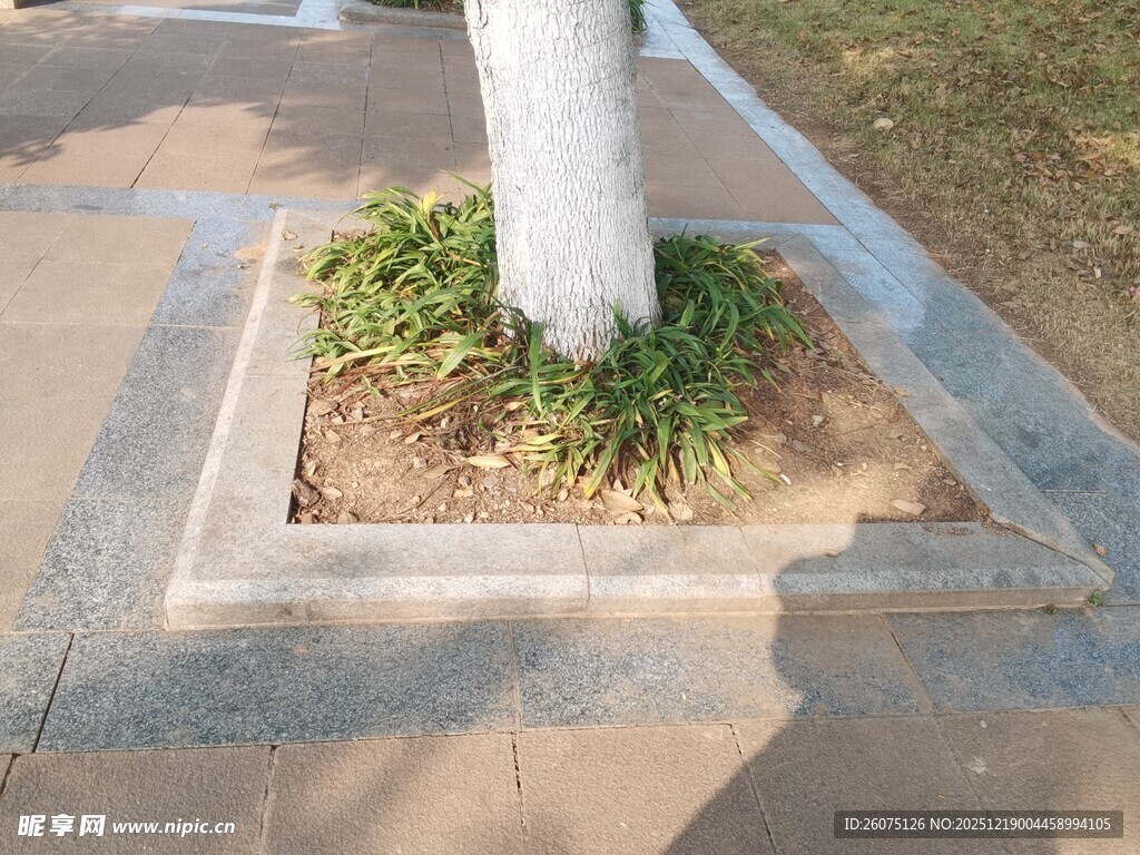 树池中的绿植景观