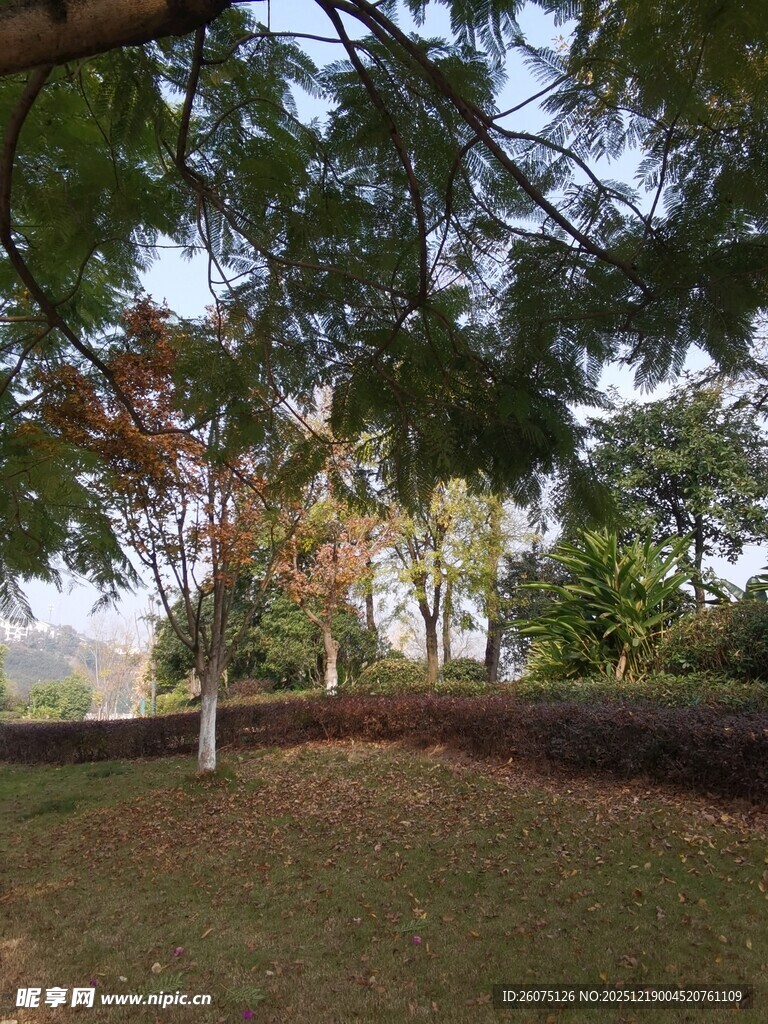 林间草地秋日静谧景象