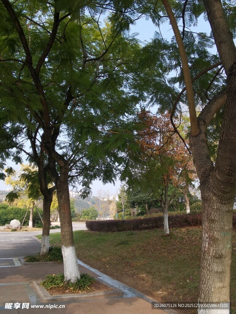 林荫小道静谧自然景致