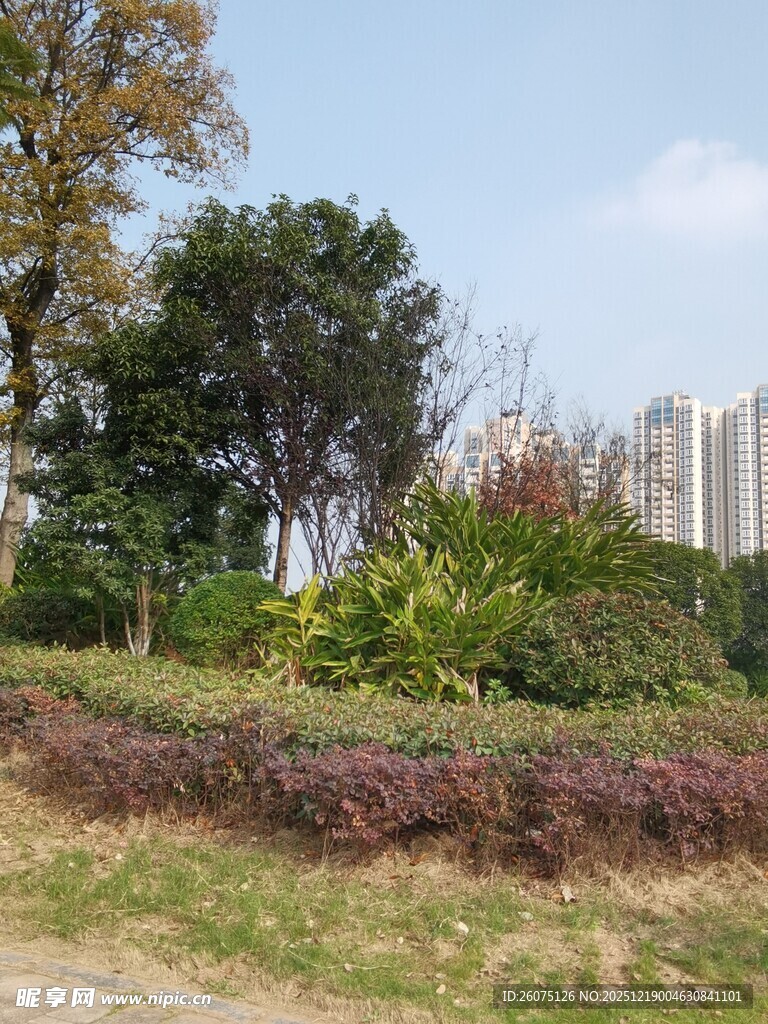 城市中的绿植景观