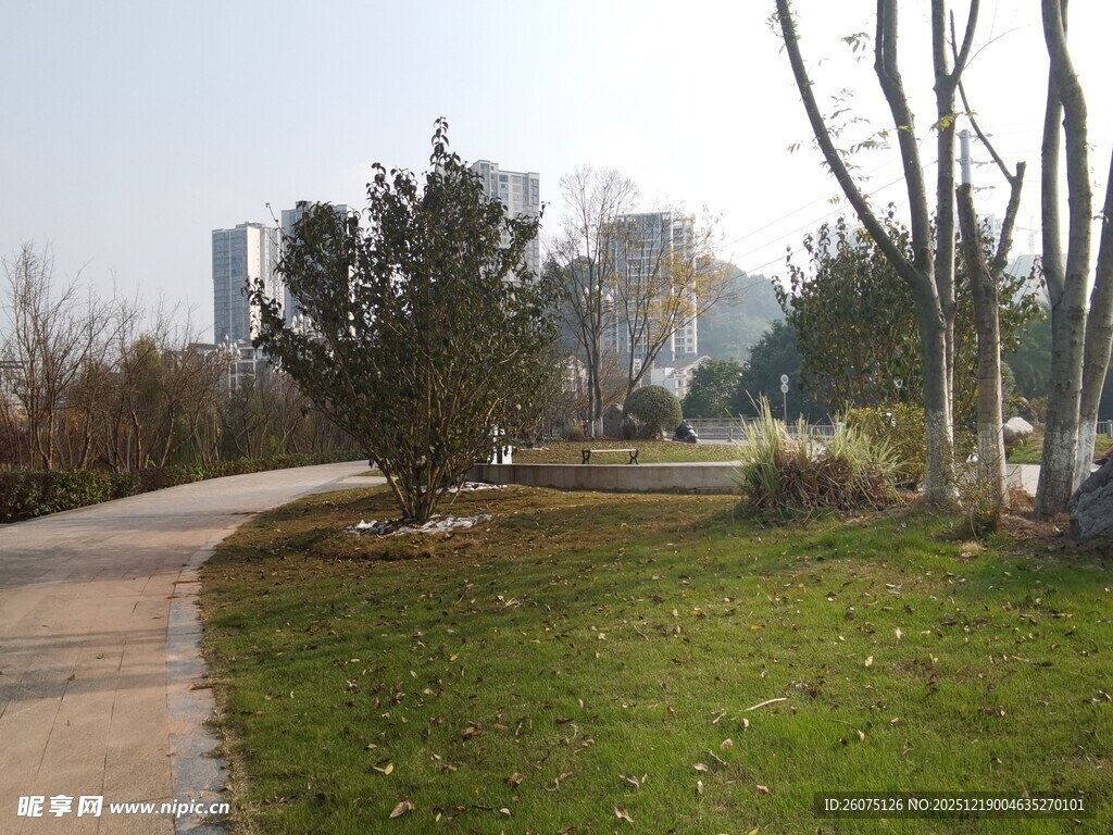 公园小径旁的绿植景观