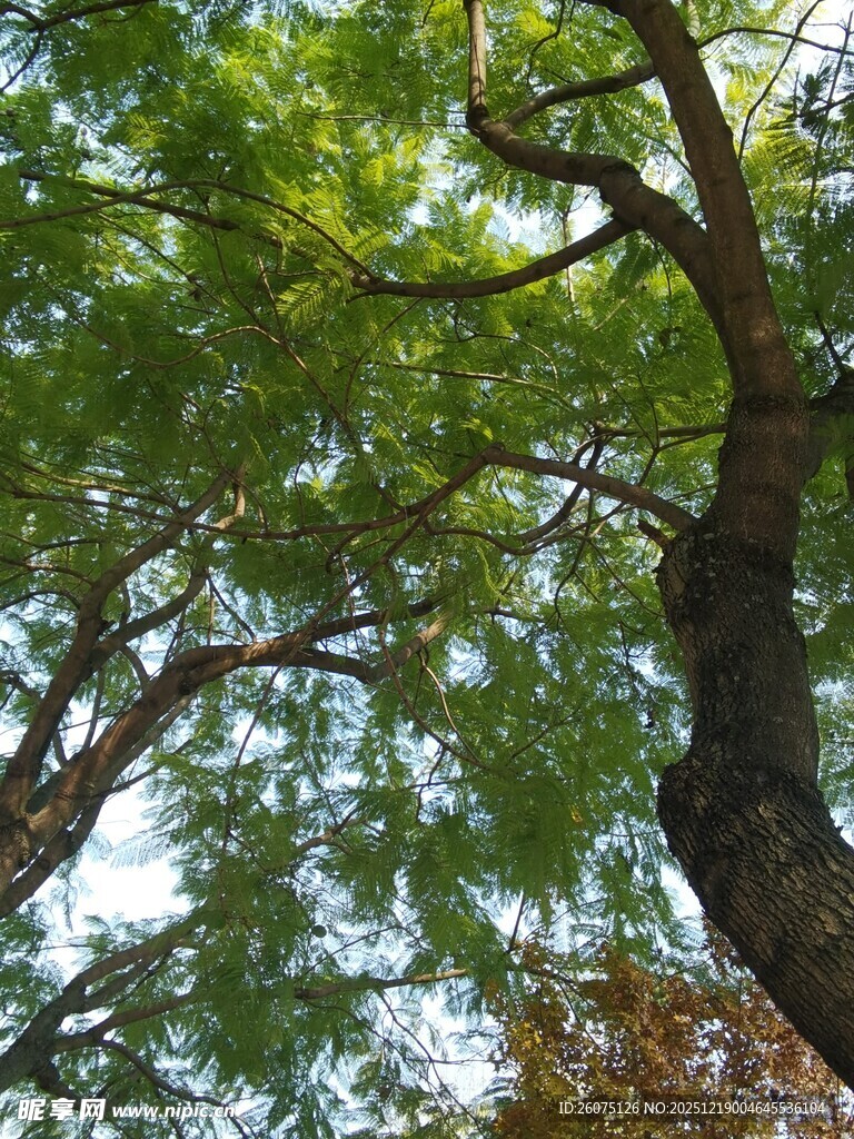 仰视葱郁繁茂的树枝树冠