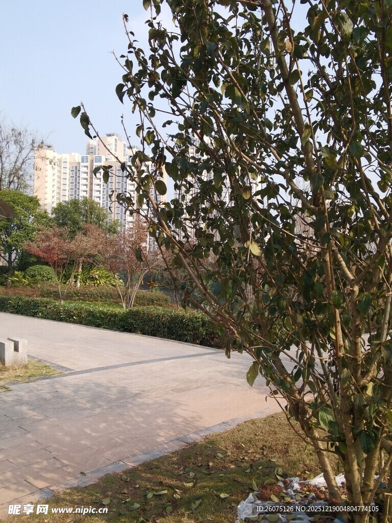 公园小径旁的绿植景观