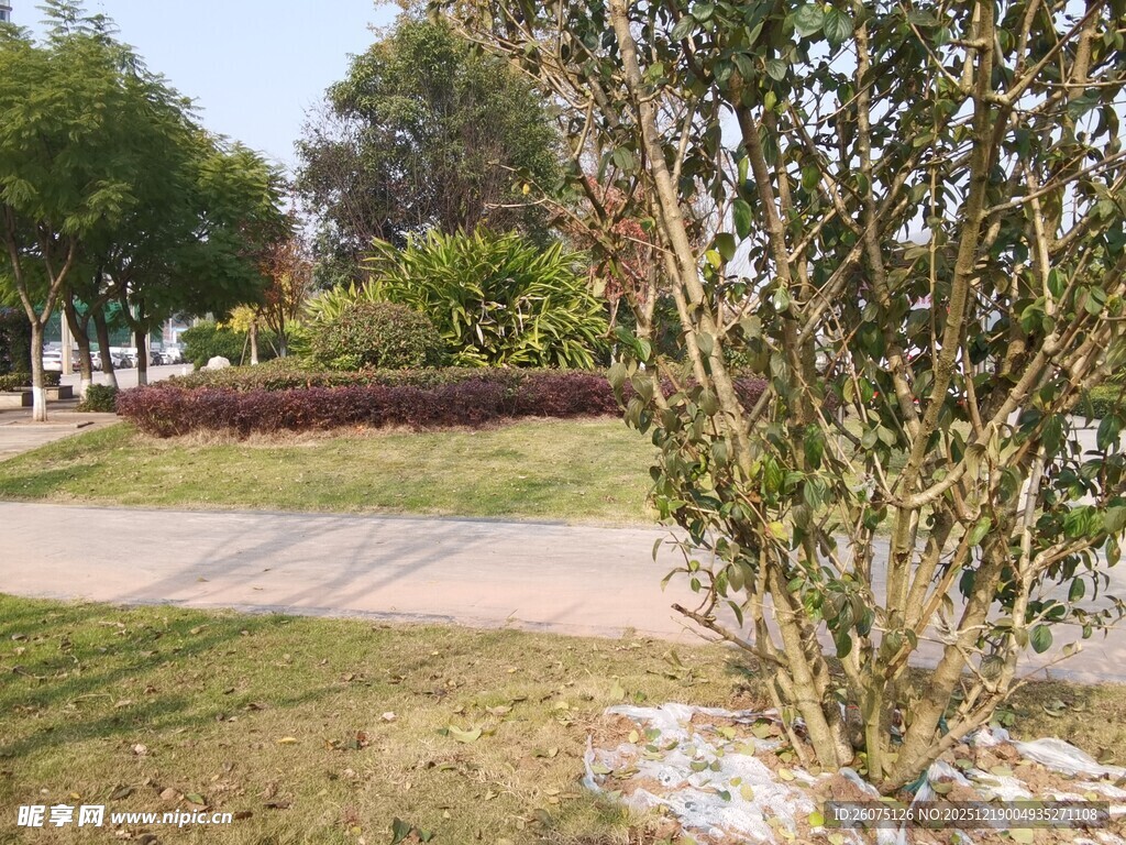 户外公园绿植景观