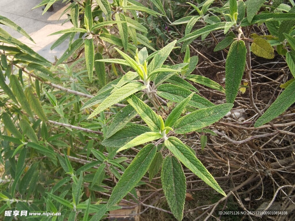 野外生长的绿色植物