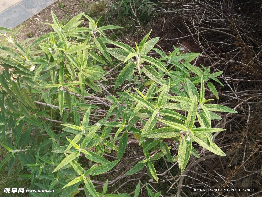 嫩绿植物生机勃勃