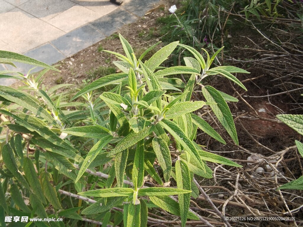 翠绿植物生长于庭院角落