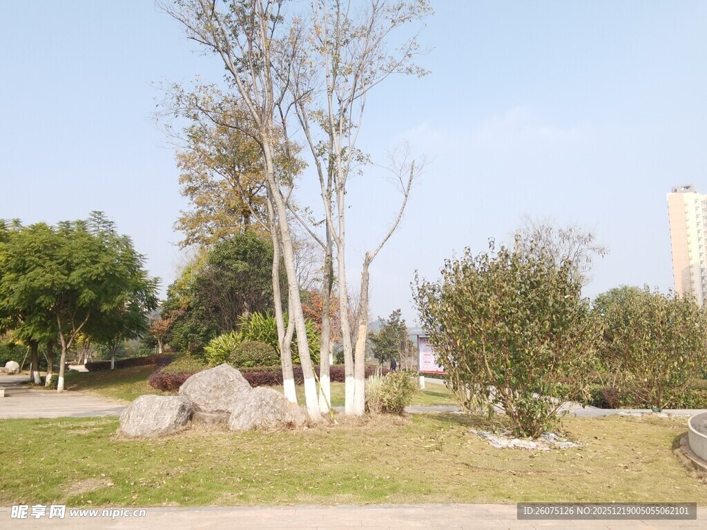 公园草地树木景观